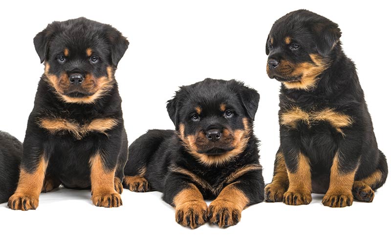 should i get a male or female rottweiler