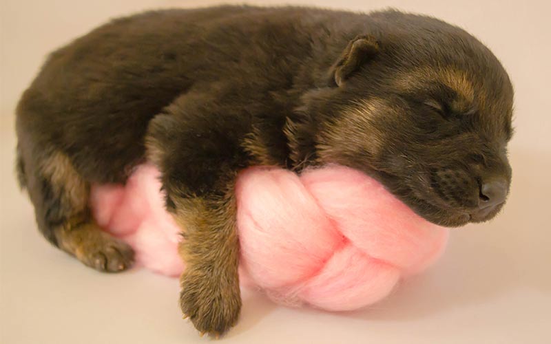 rottweiler newborn puppies care