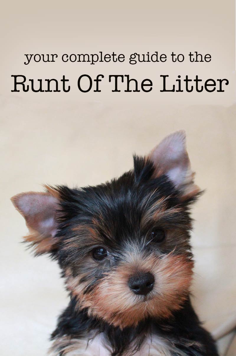 Smallest dog 2024 in litter