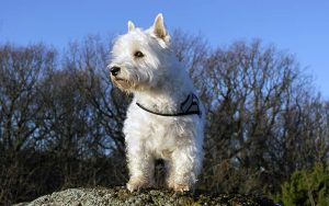 The Westie - A Guide To The West Highland White Terrier