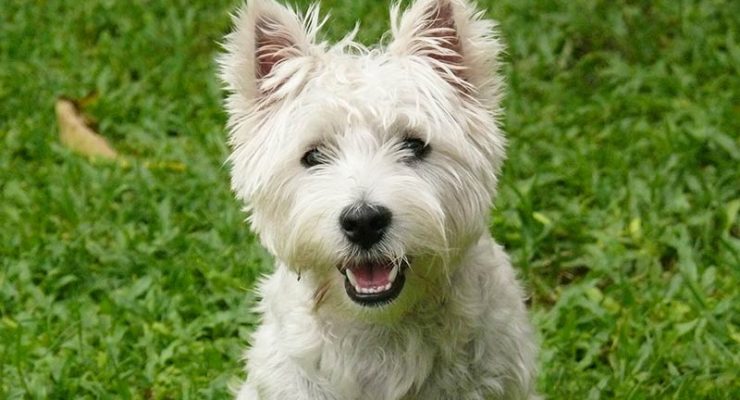 The Westie – A Guide To The West Highland White Terrier