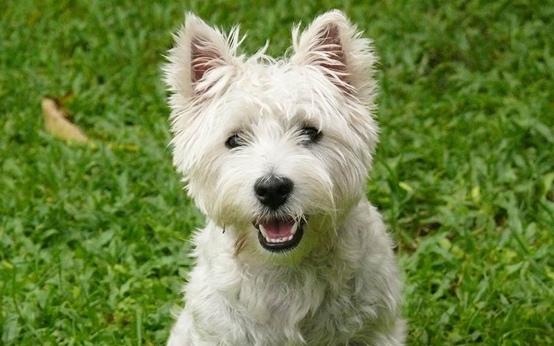 westie male