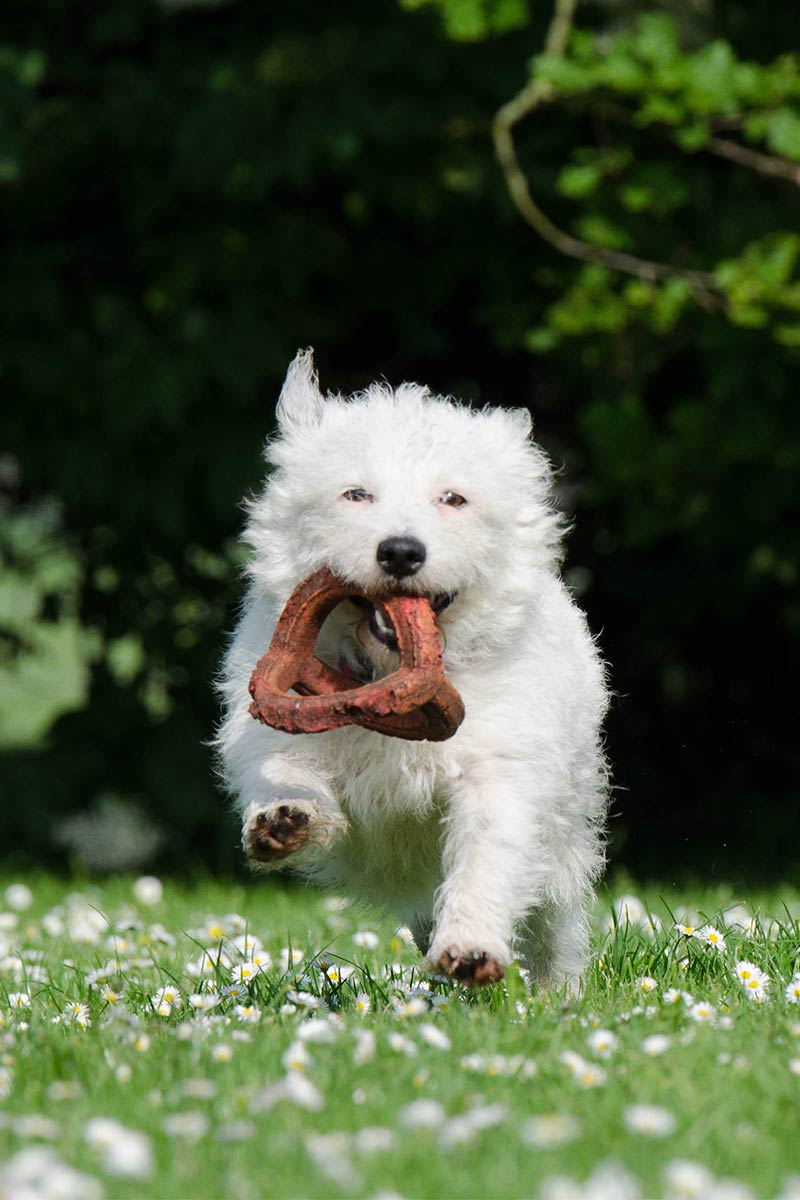 Westie Weight Chart