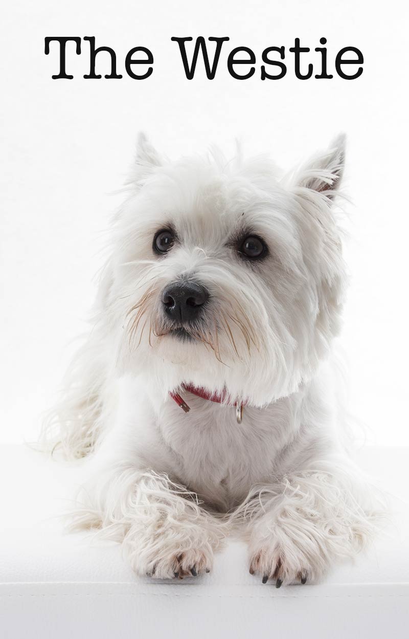 Westie Dog Breed Information Center For The West Highland White Terrier