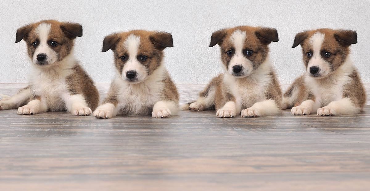 where-to-buy-a-dog-or-puppy-a-guide-to-dog-sellers