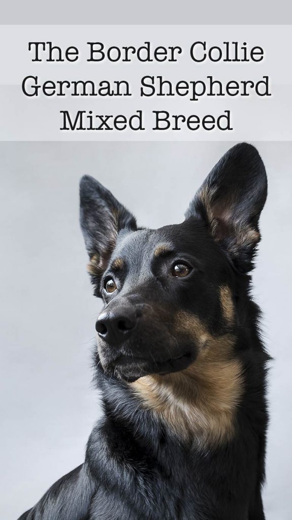 Border Collie German Shepherd Mix Shollie Breed Guide