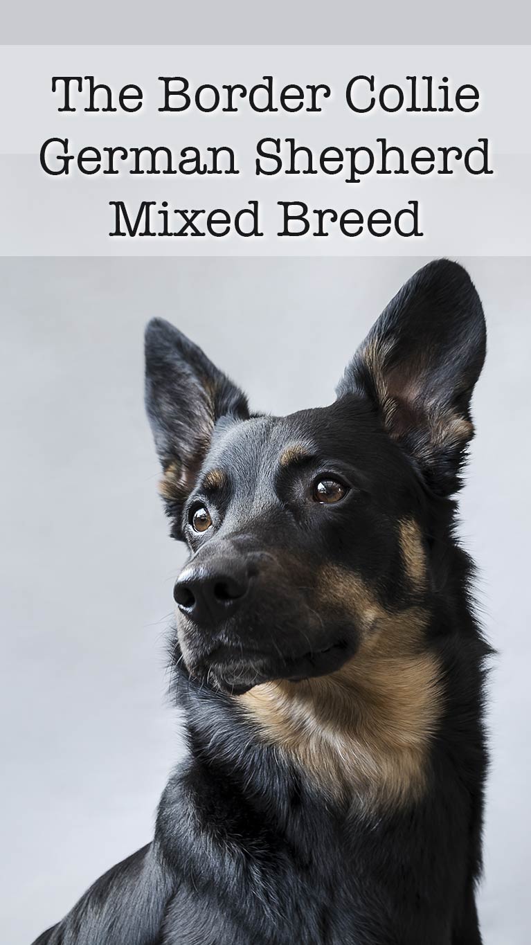 your complete guide to the Border Collie German Shepherd Mix dog!