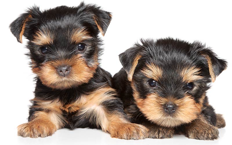 Akc S Most Popular Dog Breeds In 2020 Photos