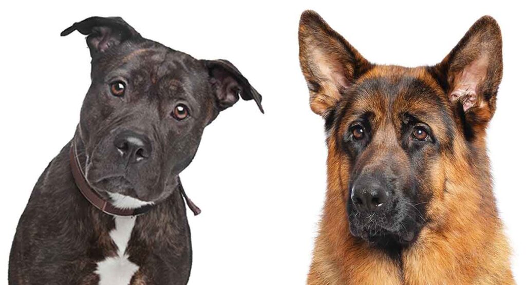 German Shepherd Pitbull Mix - A Complete Guide to this Unusual Cross