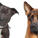 German Shepherd Pitbull Mix - A Complete Guide to this Unusual Cross