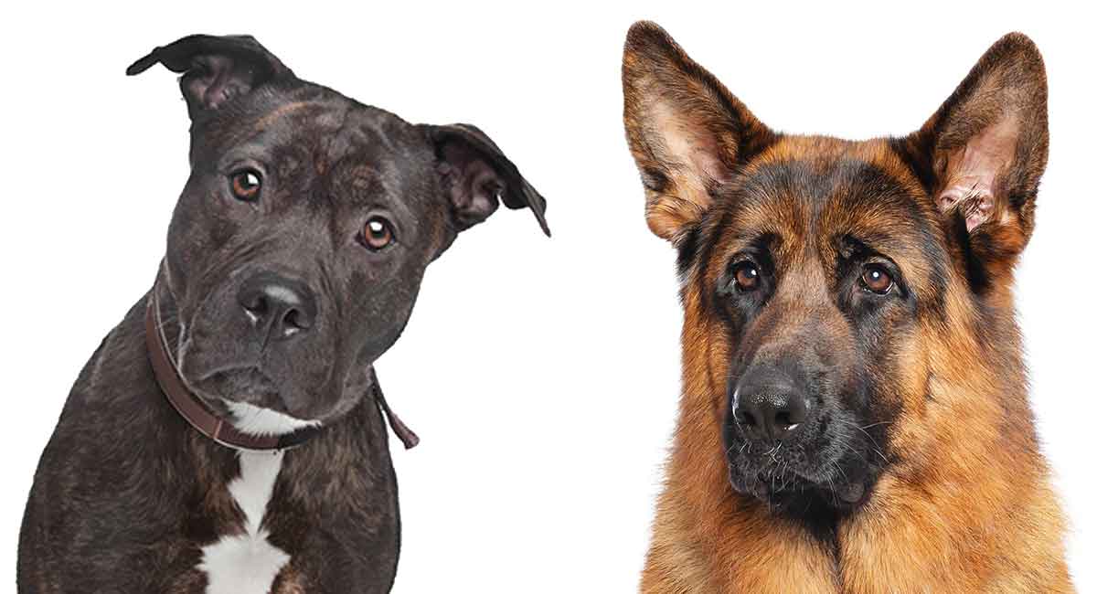 German Shepherd Pitbull Mix A Complete Guide To This Unusual Cross