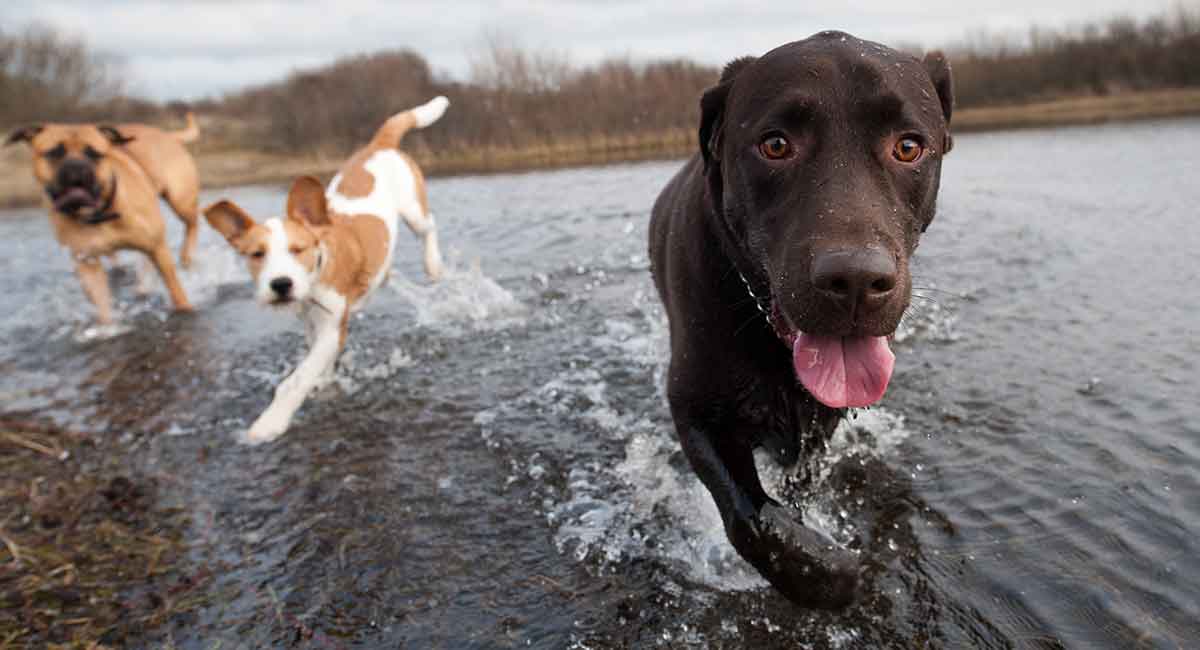 Male Vs Female Dogs: Should I Choose A Boy Dog Or Girl Dog?