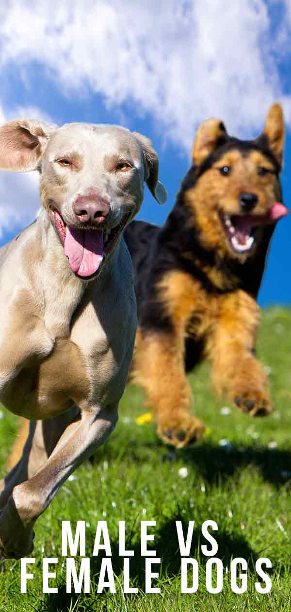 Male Vs Female Dogs: Should I Choose A Boy Dog Or Girl Dog?