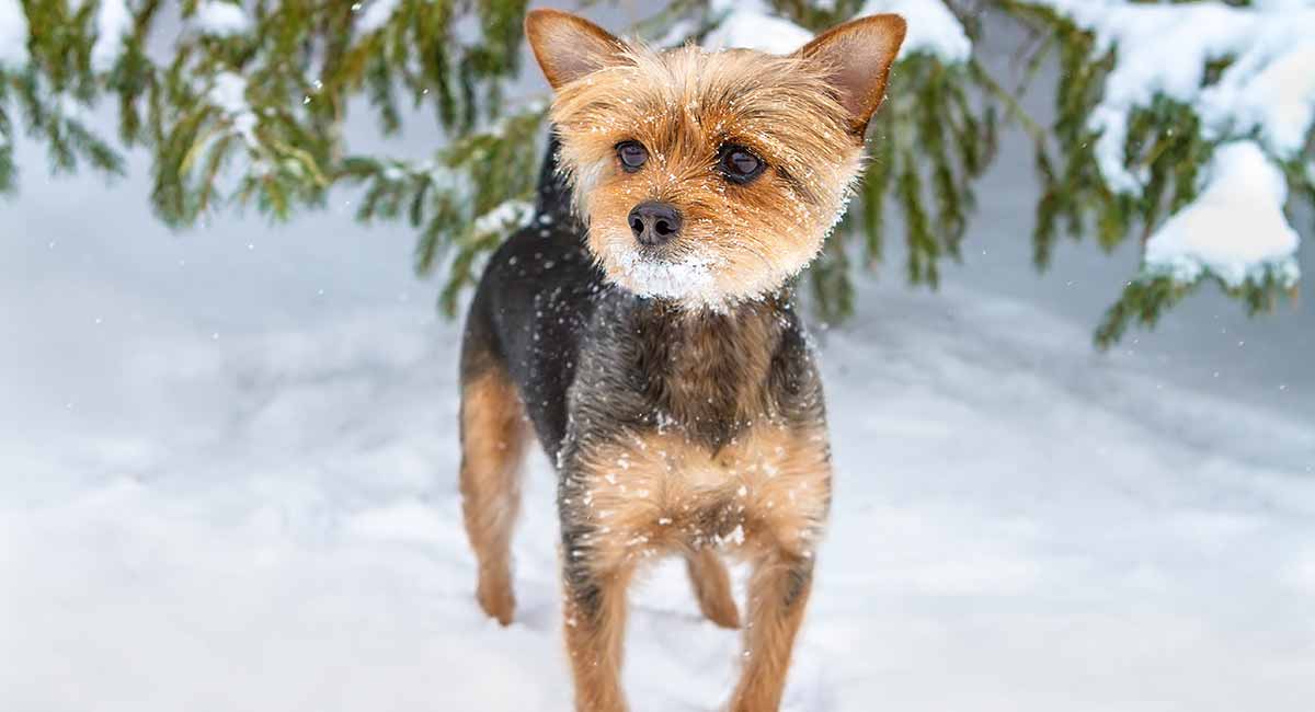 how big will a yorkie chihuahua mix get