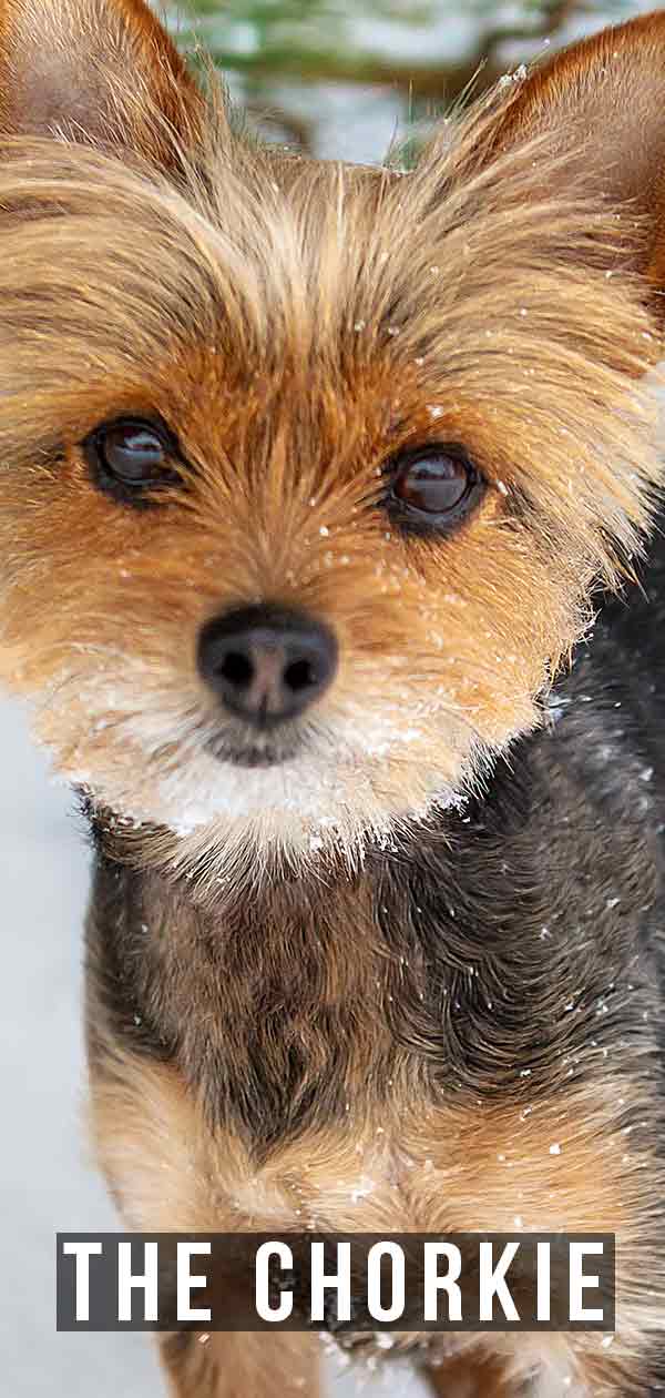 Chorkie A Guide To Yorkie Chihuahua Mix Breed Dogs Dog