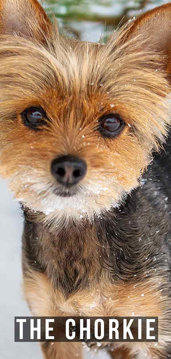 Chorkie A Guide To Yorkie Chihuahua Mix Breed Dogs