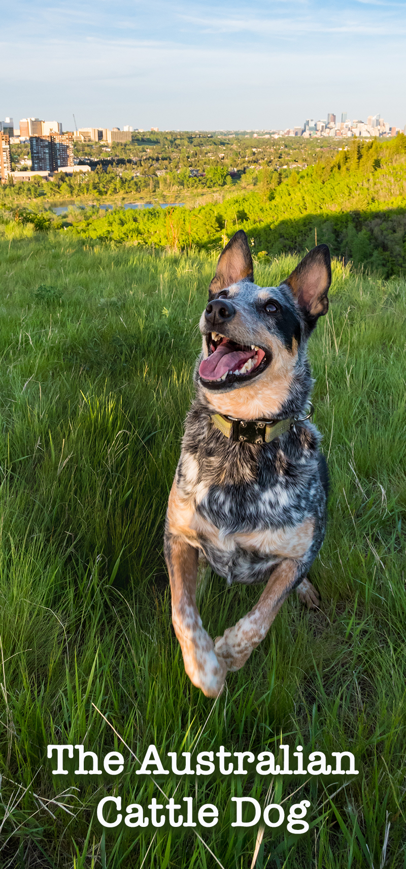 blue heeler trainers near me