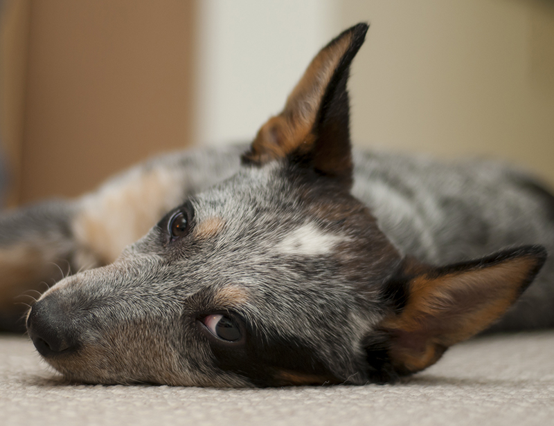 are australian cattle dog noisy