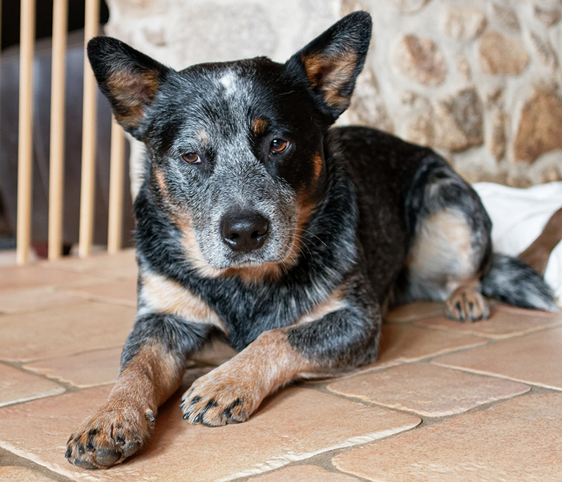 black blue heeler puppy