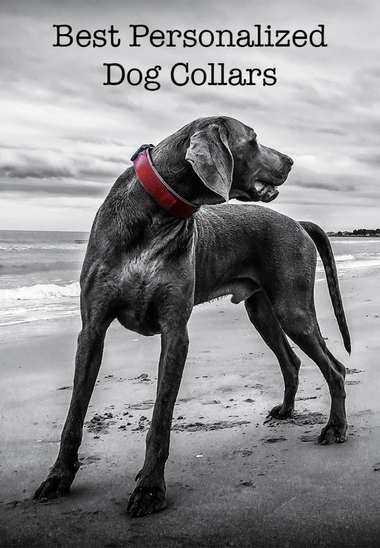 The Best Personalized Dog Collars For Your Puppy Or Adult Dog