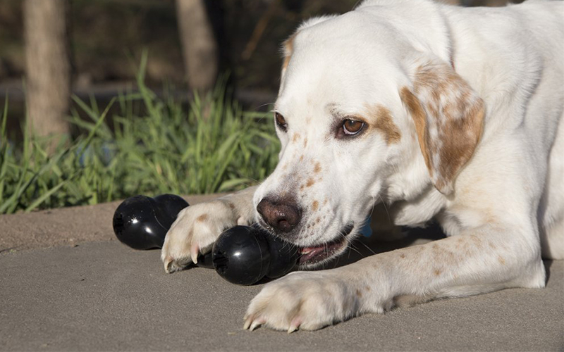 kong for small dogs