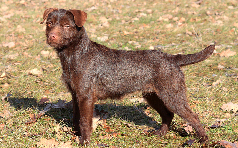 A Complete Guide To The Patterdale Terrier Dog Breed