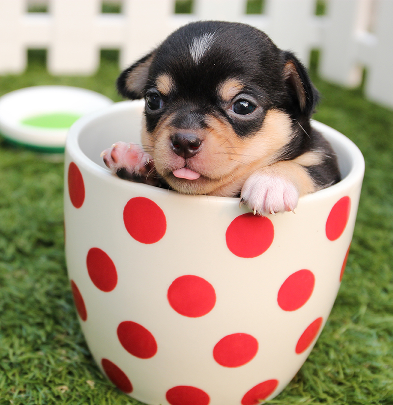 newborn chorkie puppies