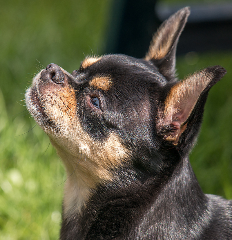 how big will a yorkie chihuahua mix get