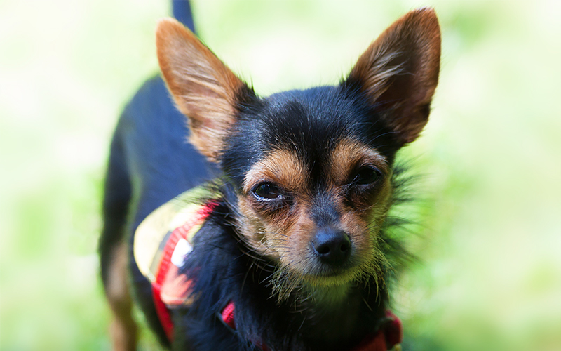 Chorkie A Guide To Yorkie Chihuahua Mix Breed Dogs