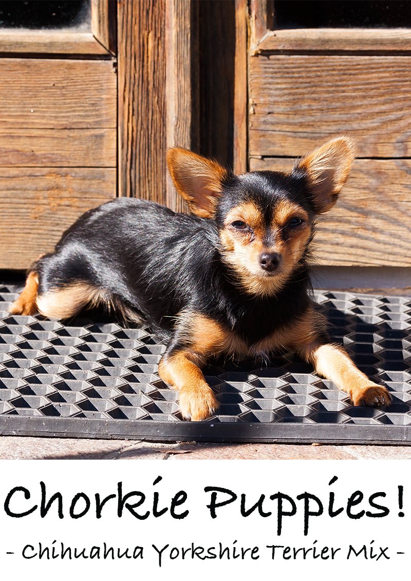 what weight should a chorkie be