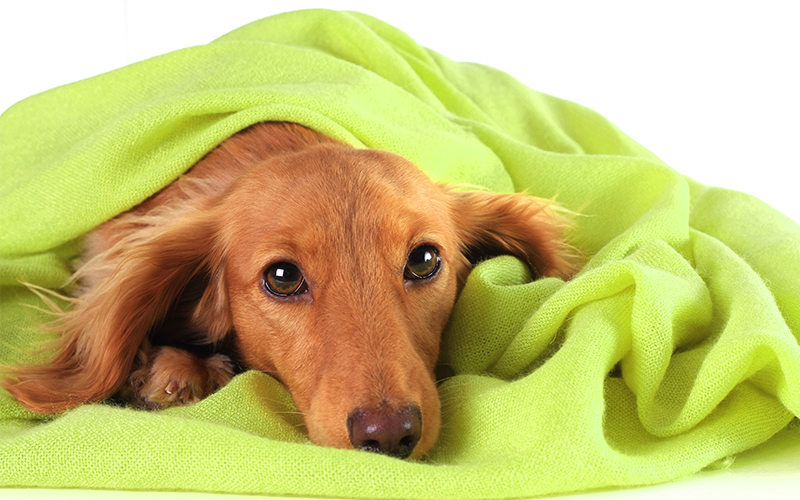 durable dog blanket