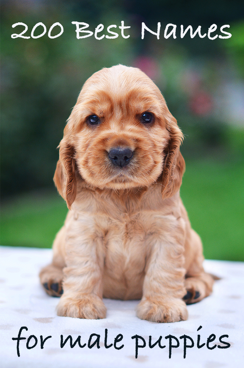 Best Male Dog Names 200 Great Ideas For Naming Boy Puppies!