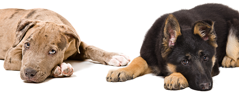 Pitbull and German Shepherd