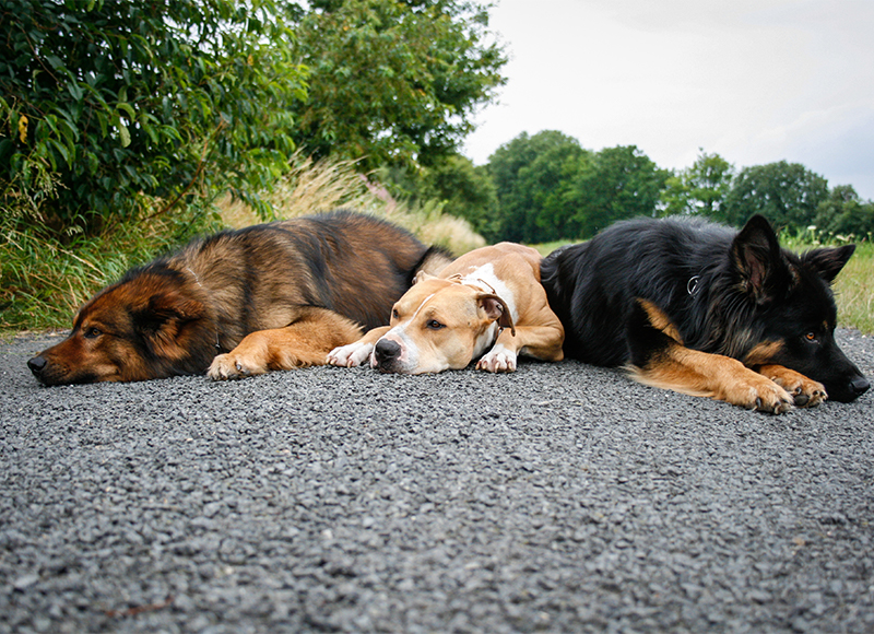 German Shepherds and Pitbull 