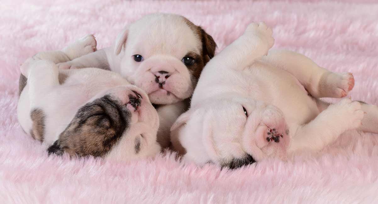 can inbreeding cause birth defects in dogs