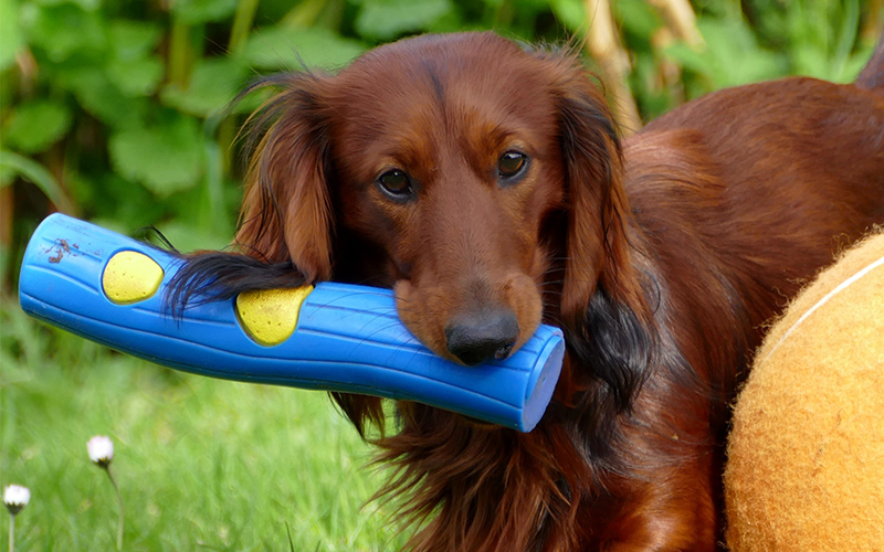 interactive realistic dog