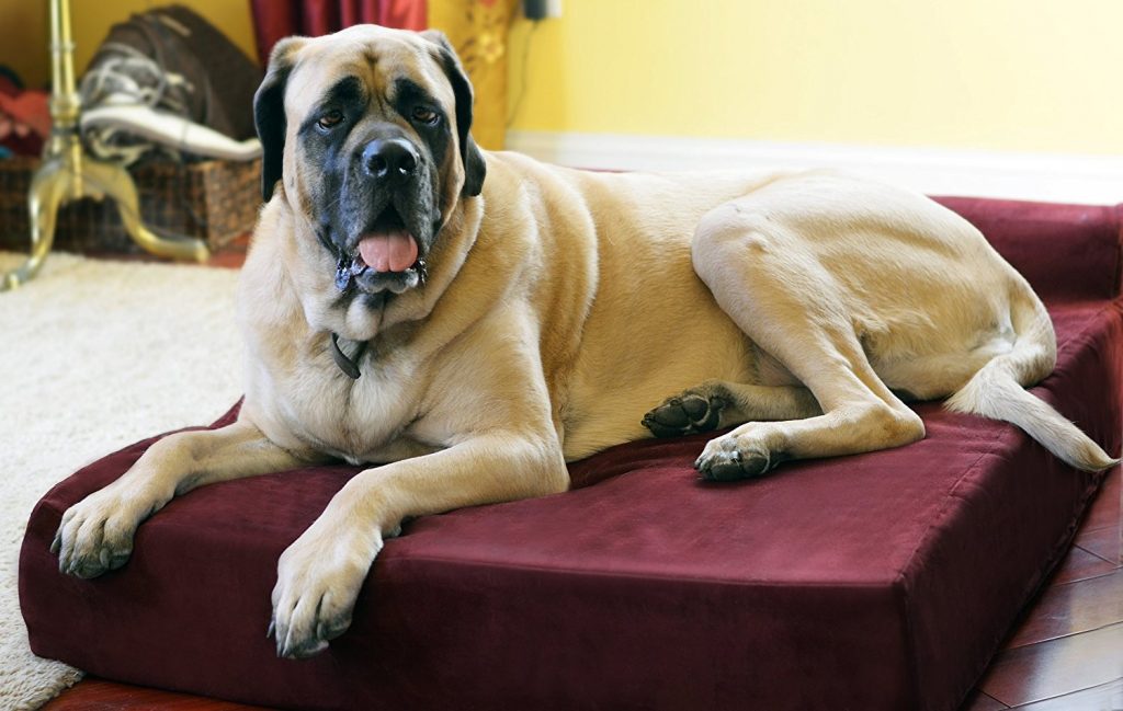 The Best Large Dog Beds For Big Breeds Or Doggy Families