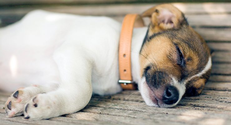 Best Leather Dog Collars