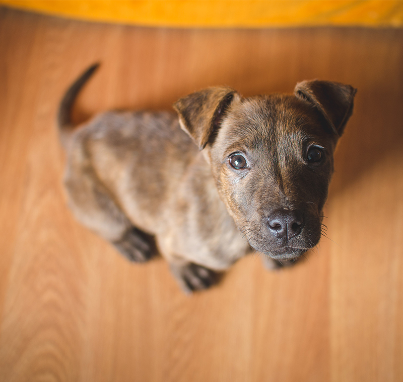 Cute Boy Dog Names Indian