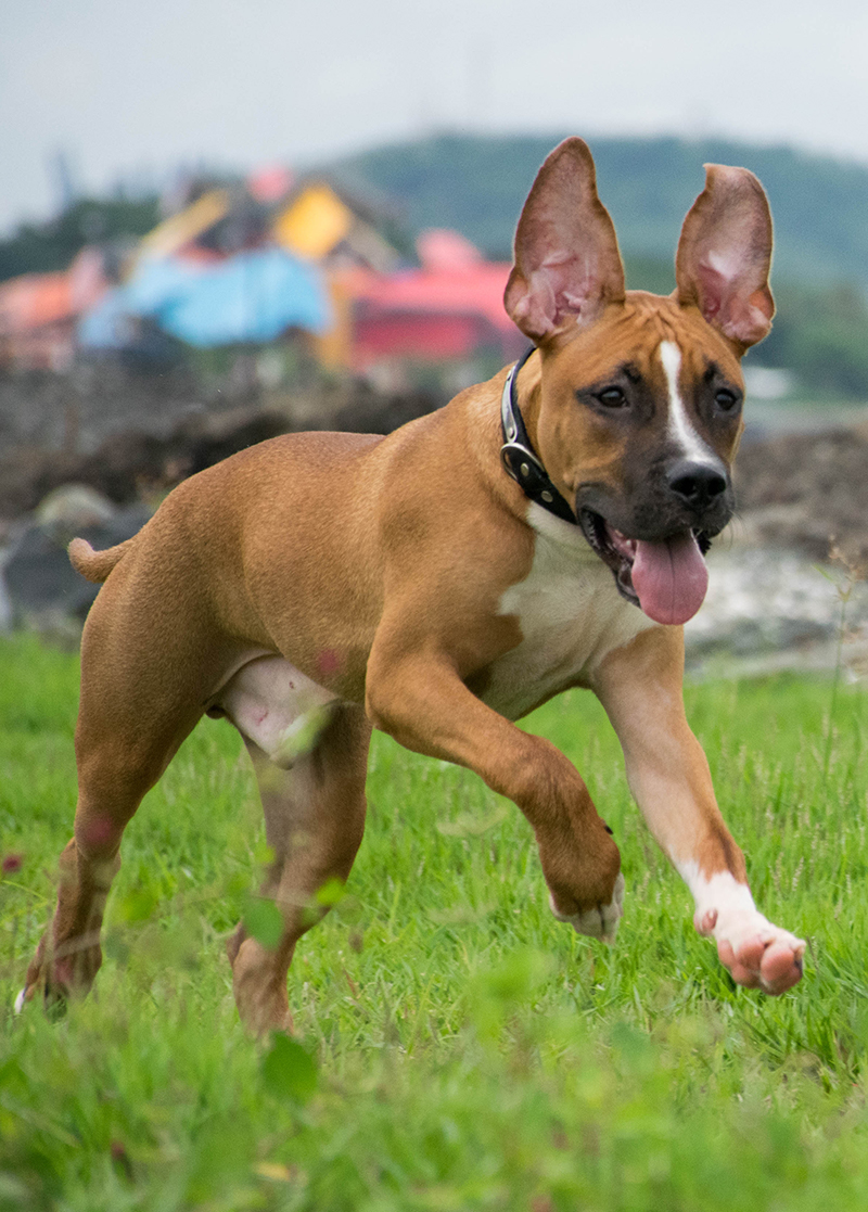 pitbull mixed with german shepherd puppy