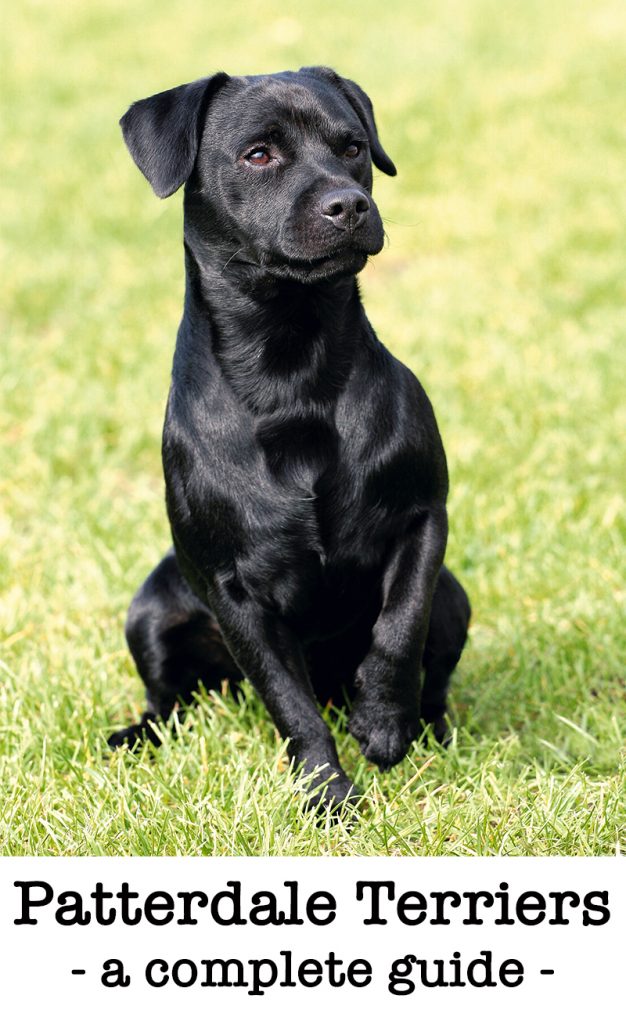 Black patterdale sale