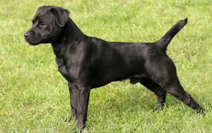 A complete guide to the Patterdale Terrier, terrier dog breeds