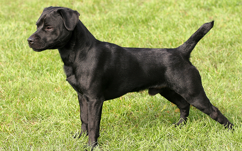 patterdale terrier soft toy