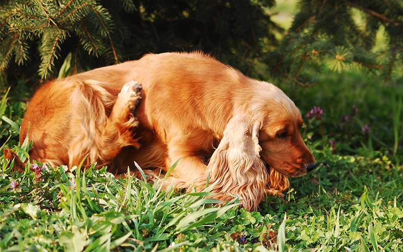 peppermint oil dogs