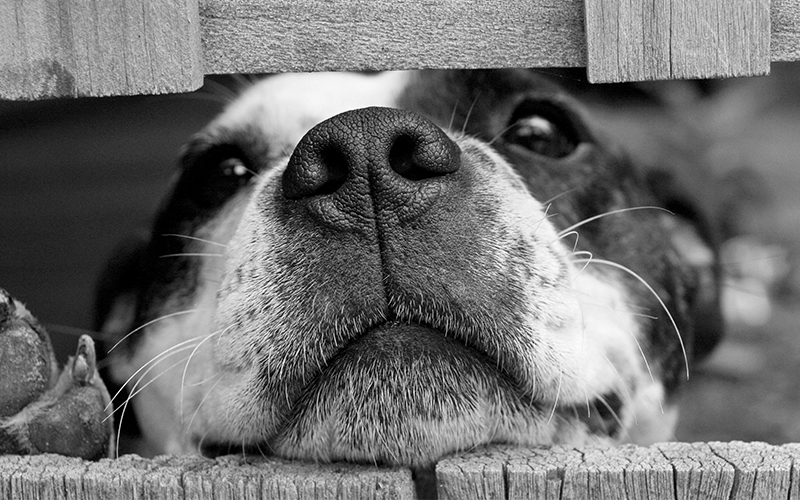 Dog looking through fence
