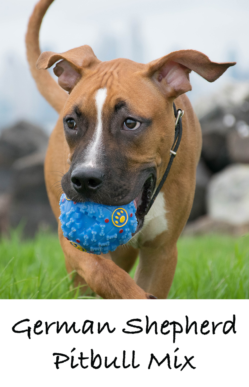 american pitbull terrier mix with german shepherd