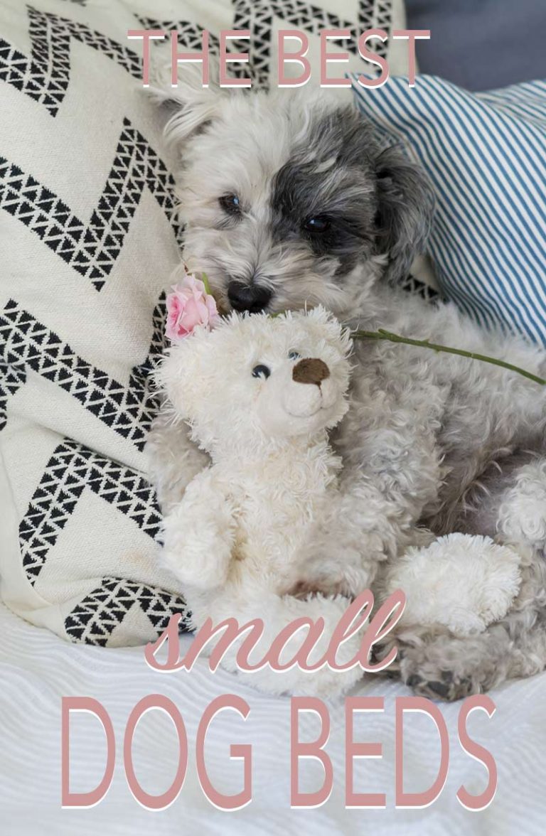 Best Small Dog Beds Reviews and tips for choosing the right one