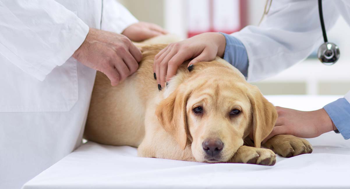 unvaccinated puppy with vaccinated dog