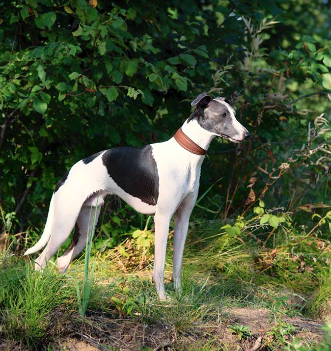 whippets vs greyhounds - they are very similar in appearance