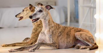 The Whippet: Dog Breed Information and Tips